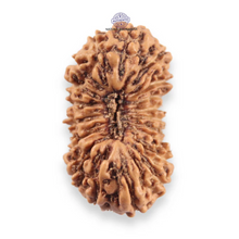 Load image into Gallery viewer, 19 Mukhi Indonesian Rudraksha - Bead 162