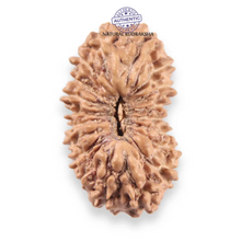 Load image into Gallery viewer, 19 Mukhi Indonesian Rudraksha - Bead 163