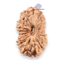 Load image into Gallery viewer, 19 Mukhi Indonesian Rudraksha - Bead 165