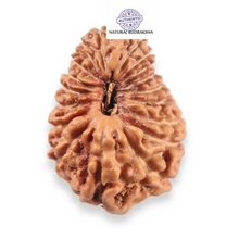 Load image into Gallery viewer, 19 Mukhi Indonesian Rudraksha - Bead 167