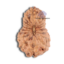 Load image into Gallery viewer, 19 Mukhi Indonesian Rudraksha - Bead 55