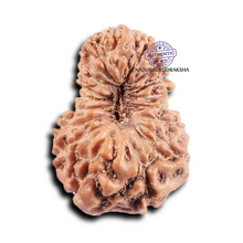 Load image into Gallery viewer, 19 Mukhi Indonesian Rudraksha - Bead 127