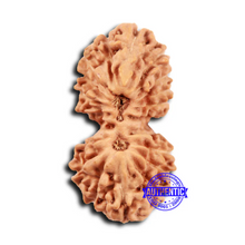 Load image into Gallery viewer, 19 Mukhi Indonesian Gaurishankar Rudraksha - Bead 118