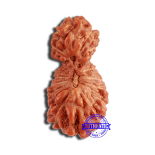 Load image into Gallery viewer, 19 Mukhi Indonesian Gaurishankar Rudraksha - Bead 109