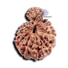 Load image into Gallery viewer, 19 Mukhi Indonesian Gaurishankar Rudraksha - Bead 149