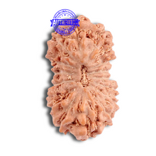 Load image into Gallery viewer, 16 Mukhi Rudraksha from Indonesia - Bead No. 163