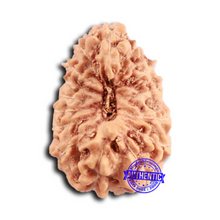 Load image into Gallery viewer, 16 Mukhi Rudraksha from Indonesia - Bead No. 289