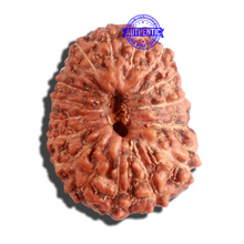 Load image into Gallery viewer, 16 Mukhi Rudraksha from Indonesia - Bead No. 222