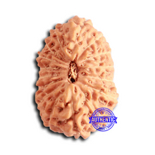 Load image into Gallery viewer, 16 Mukhi Rudraksha from Indonesia - Bead No. 282