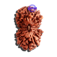 Load image into Gallery viewer, 16 Mukhi Rudraksha from Indonesia - Bead No. 224