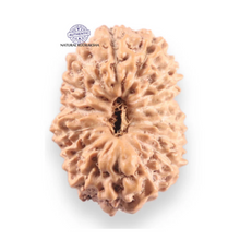 Load image into Gallery viewer, 16 Mukhi Rudraksha from Indonesia - Bead No. 339