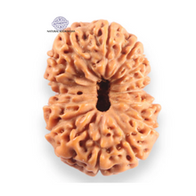 Load image into Gallery viewer, 16 Mukhi Rudraksha from Indonesia - Bead No. 332