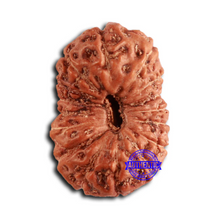 Load image into Gallery viewer, 16 Mukhi Rudraksha from Indonesia - Bead No. 281