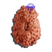 Load image into Gallery viewer, 16 Mukhi Rudraksha from Indonesia - Bead No. 218