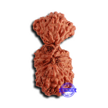 Load image into Gallery viewer, 16 Mukhi Gaurishankar Rudraksha from Indonesia - Bead No. 237
