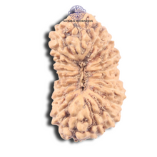 Load image into Gallery viewer, 19 Mukhi Indonesian Rudraksha - Bead 161