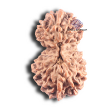 Load image into Gallery viewer, 17 Mukhi Gaurishankar Rudraksha from Indonesia - Bead No. 266