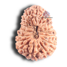 Load image into Gallery viewer, 17 Mukhi Rudraksha from Indonesia - Bead No. 262