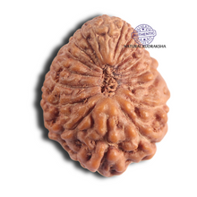 Load image into Gallery viewer, 18 Mukhi Rudraksha from Indonesia - Bead No 137