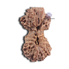 Load image into Gallery viewer, 18 Mukhi Gaurishankar Rudraksha from Indonesia - Bead No. 184