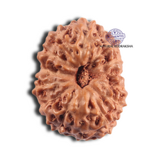 Load image into Gallery viewer, 14 mukhi Indonesian Rudraksha - Bead No.414