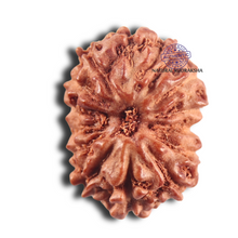 Load image into Gallery viewer, 14 mukhi Indonesian Rudraksha - Bead No. 298