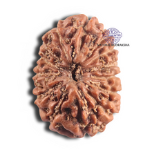 Load image into Gallery viewer, 14 mukhi Indonesian Rudraksha - Bead No. 386