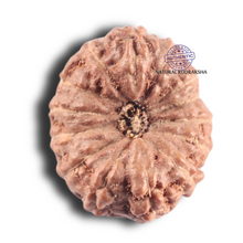 Load image into Gallery viewer, 14 mukhi Indonesian Rudraksha - Bead No.422
