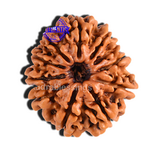 Load image into Gallery viewer, 11 Mukhi Nepalese Rudraksha - Bead No. 73