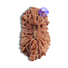 Load image into Gallery viewer, 20 Mukhi Indonesian Rudraksha - Bead 107
