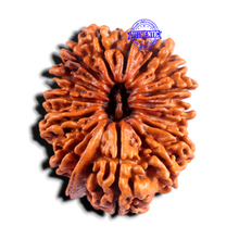 Load image into Gallery viewer, 15 Mukhi Ganesha Rudraksha from Nepal - Bead No. 23
