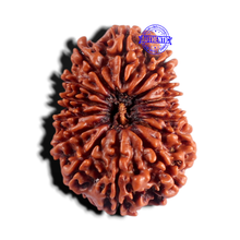 Load image into Gallery viewer, 15 Mukhi Rudraksha from Nepal - Bead No. 42