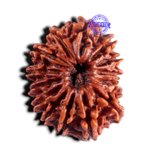 Load image into Gallery viewer, 15 Mukhi Rudraksha from Nepal - Bead No. 60