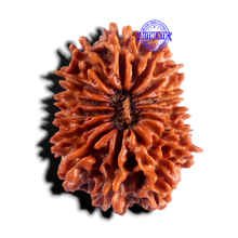 Load image into Gallery viewer, 15 Mukhi Rudraksha from Nepal - Bead No. 64