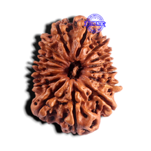 Load image into Gallery viewer, 15 Mukhi Rudraksha from Nepal - Bead No. 73