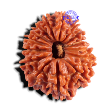 Load image into Gallery viewer, 15 Mukhi Rudraksha from Nepal - Bead No. 75