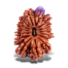 Load image into Gallery viewer, 16 Mukhi Rudraksha from Nepal - Bead No. 124