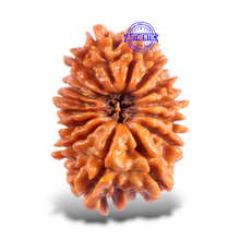 Load image into Gallery viewer, 16 Mukhi Rudraksha from Nepal - Bead No. 126