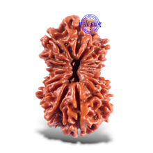 Load image into Gallery viewer, 16 Mukhi Rudraksha from Nepal - Bead No. 47