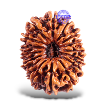 Load image into Gallery viewer, 16 Mukhi Rudraksha from Nepal - Bead No. 55
