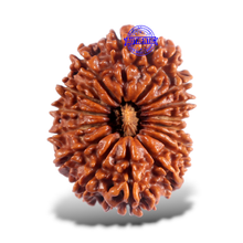 Load image into Gallery viewer, 16 Mukhi Rudraksha from Nepal - Bead No. 98