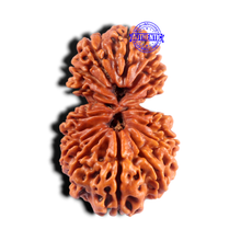 Load image into Gallery viewer, 17 Mukhi Nepalese Gaurishankar Rudraksha - Bead No. 65
