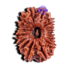 Load image into Gallery viewer, 17 Mukhi Nepalese Rudraksha - Bead No. 63