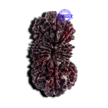 Load image into Gallery viewer, 20 Mukhi Nepalese Rudraksha - Bead No. 1