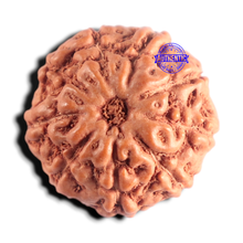 Load image into Gallery viewer, 9 Mukhi Rudraksha from Indonesia - Bead No. 242