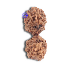 Load image into Gallery viewer, 17 Mukhi Gaurishankar Rudraksha from Indonesia - Bead No. 137