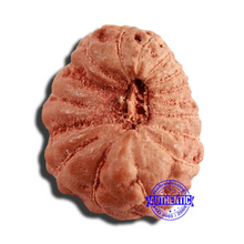 Load image into Gallery viewer, 17 Mukhi Rudraksha from Indonesia - Bead No. 194