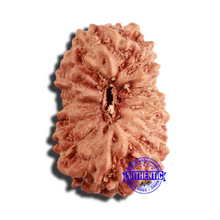Load image into Gallery viewer, 17 Mukhi Rudraksha from Indonesia - Bead No. 187