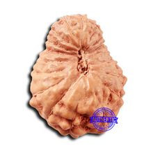 Load image into Gallery viewer, 18 Mukhi Rudraksha from Indonesia - Bead No. 231