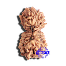 Load image into Gallery viewer, 17 Mukhi Rudraksha from Indonesia - Bead No. 178